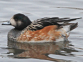 Chiloe Wigeon